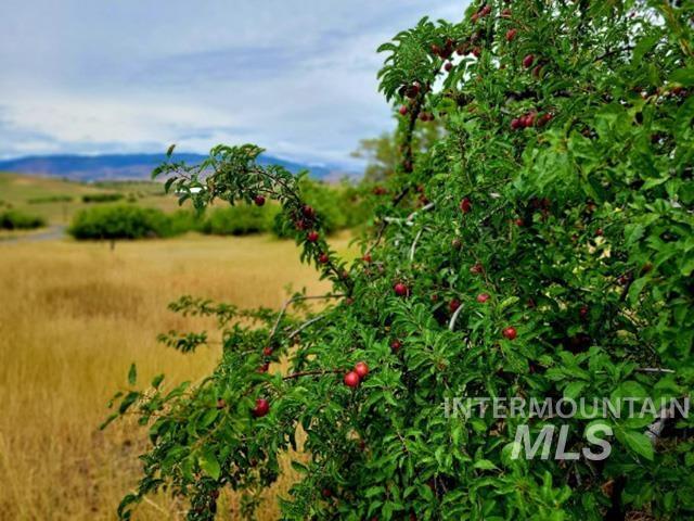 Tbd Tbd Mesa Road Mesa, ID 83643 - Photo 2 of 7 View of nature