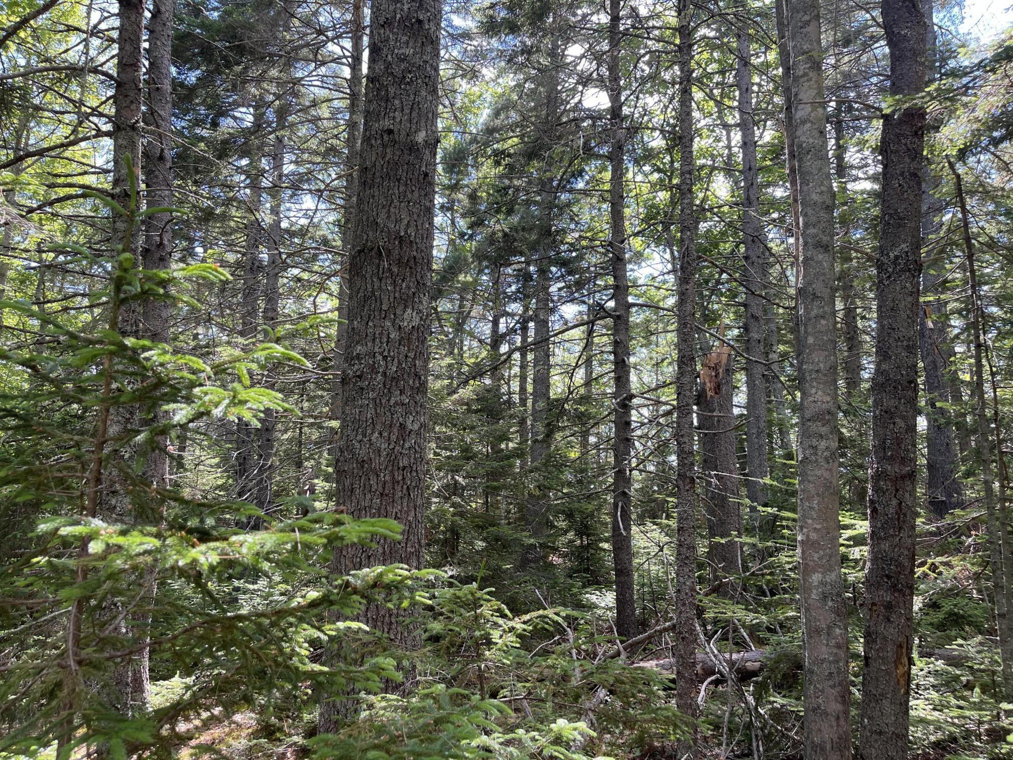 0 Gaecklin Road Boothbay, ME 04537 - Photo 4 of 4 MLS 4