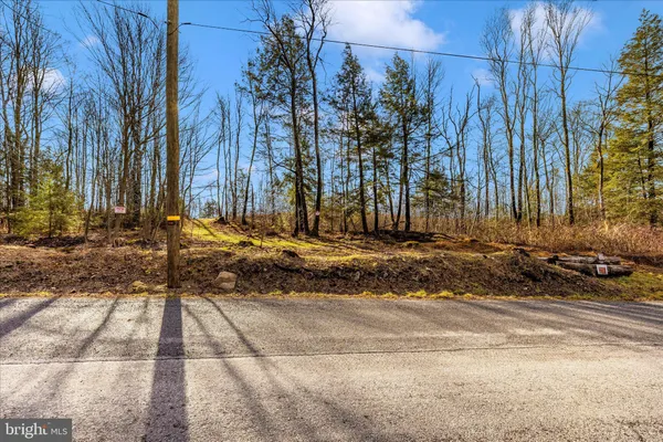 a street view with large trees