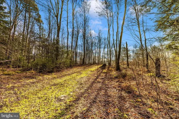 a row of trees