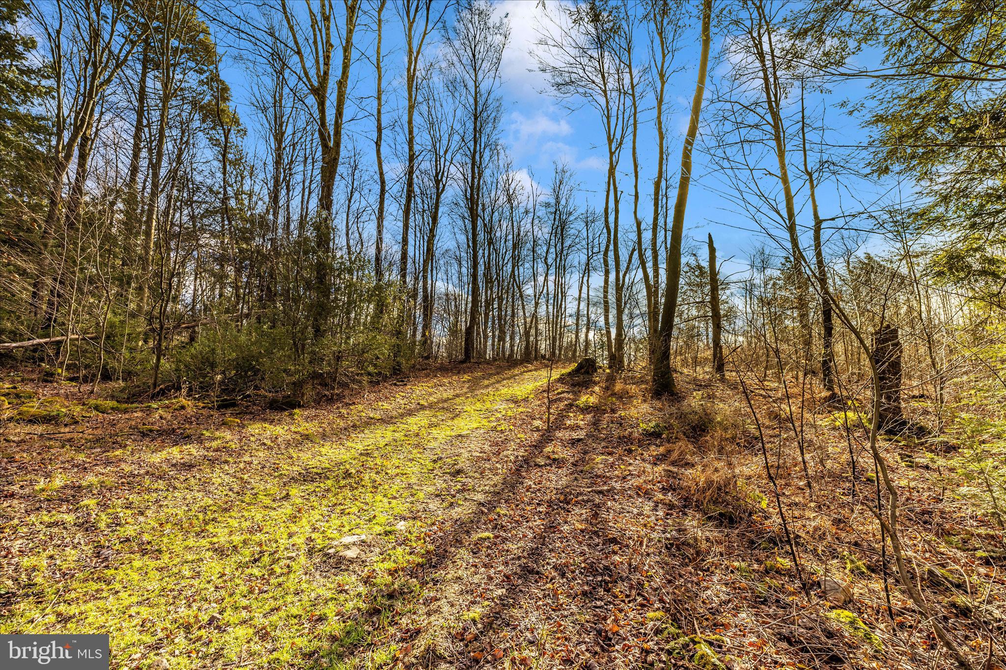 0 Mountain Road Lilly, PA 15938 - Photo 15 of 34 a row of trees