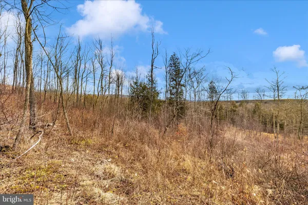a view of a yard with trees