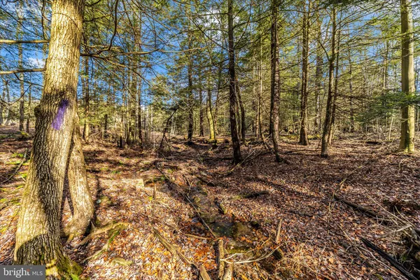 a view of outdoor space with trees