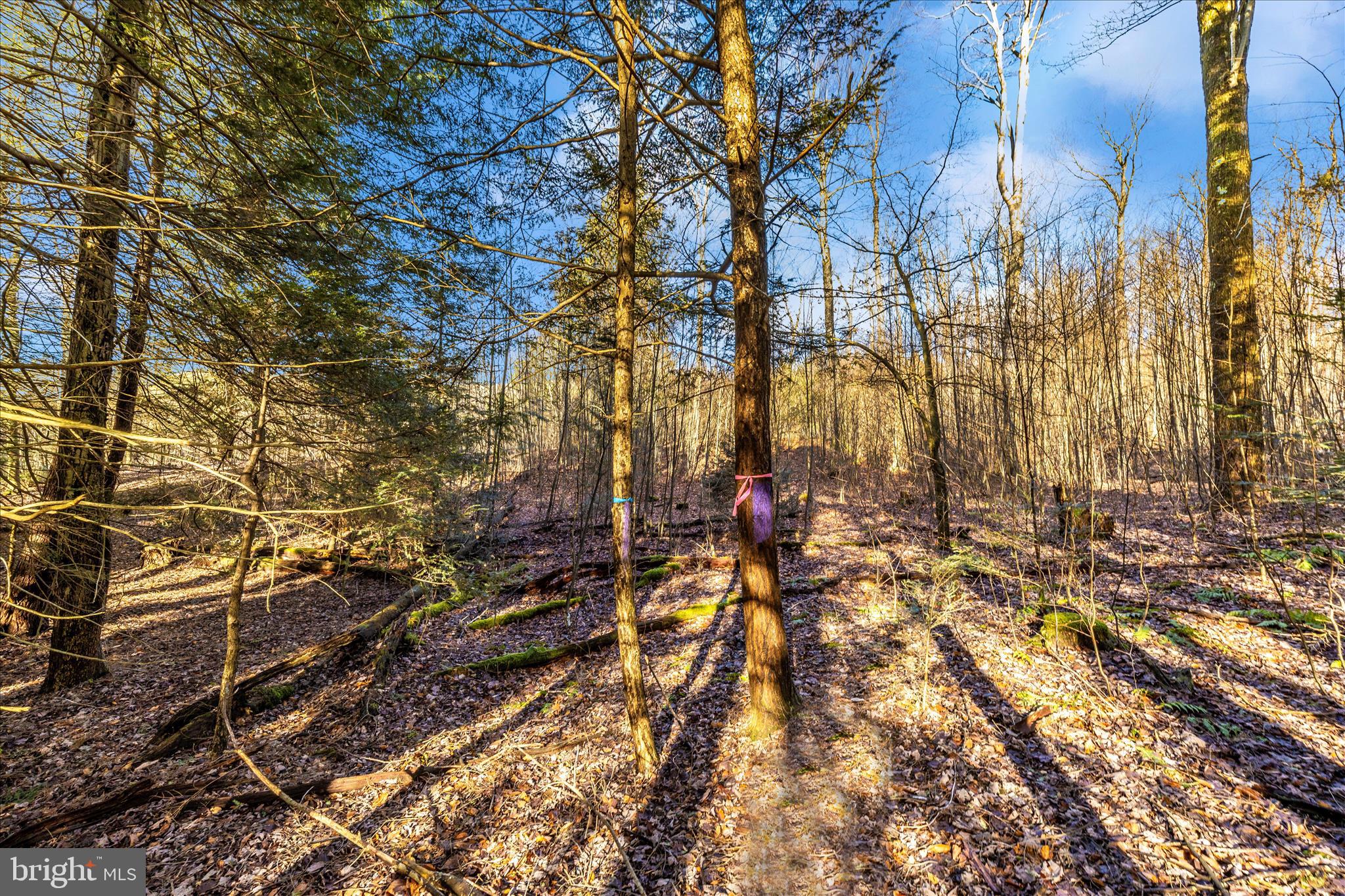 0 Mountain Road Lilly, PA 15938 - Photo 29 of 34 a view of a yard