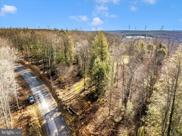 a view of a with large trees