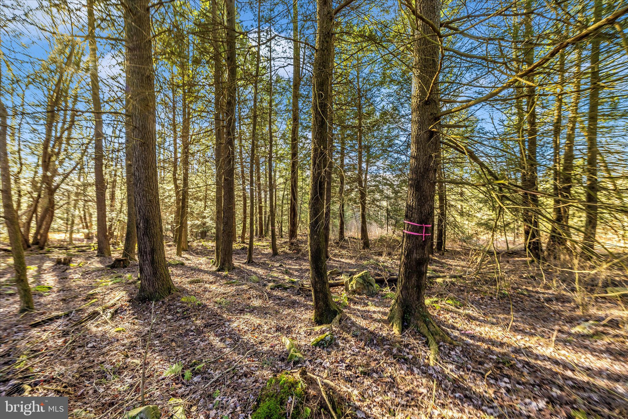 0 Mountain Road Lilly, PA 15938 - Photo 31 of 34 a view of outdoor space with trees