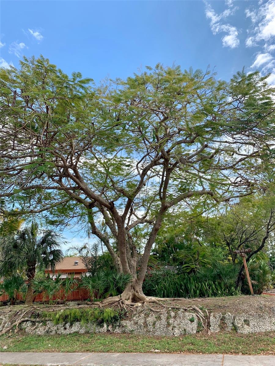 11318 Southwest 114th Cir Terrace Miami, FL 33176 - Photo 2 of 30 a view of a trees