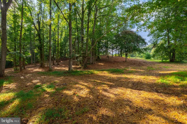 a view of a tree with in the background