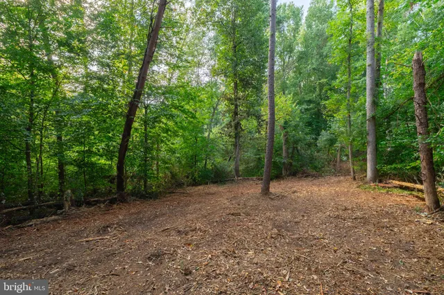 a view of a forest with trees in the background