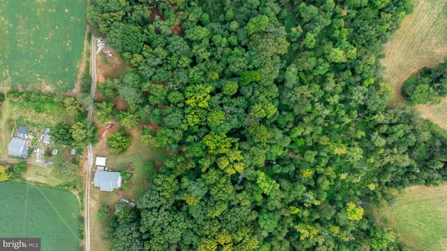 a view of a plant in a garden