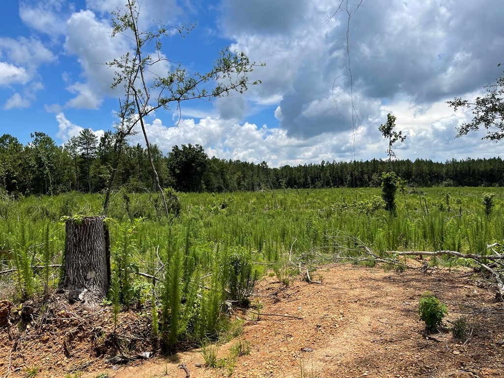 0 Mt Carmel Road Tylertown, MS 39667 - Photo 21 of 21 Photo 21