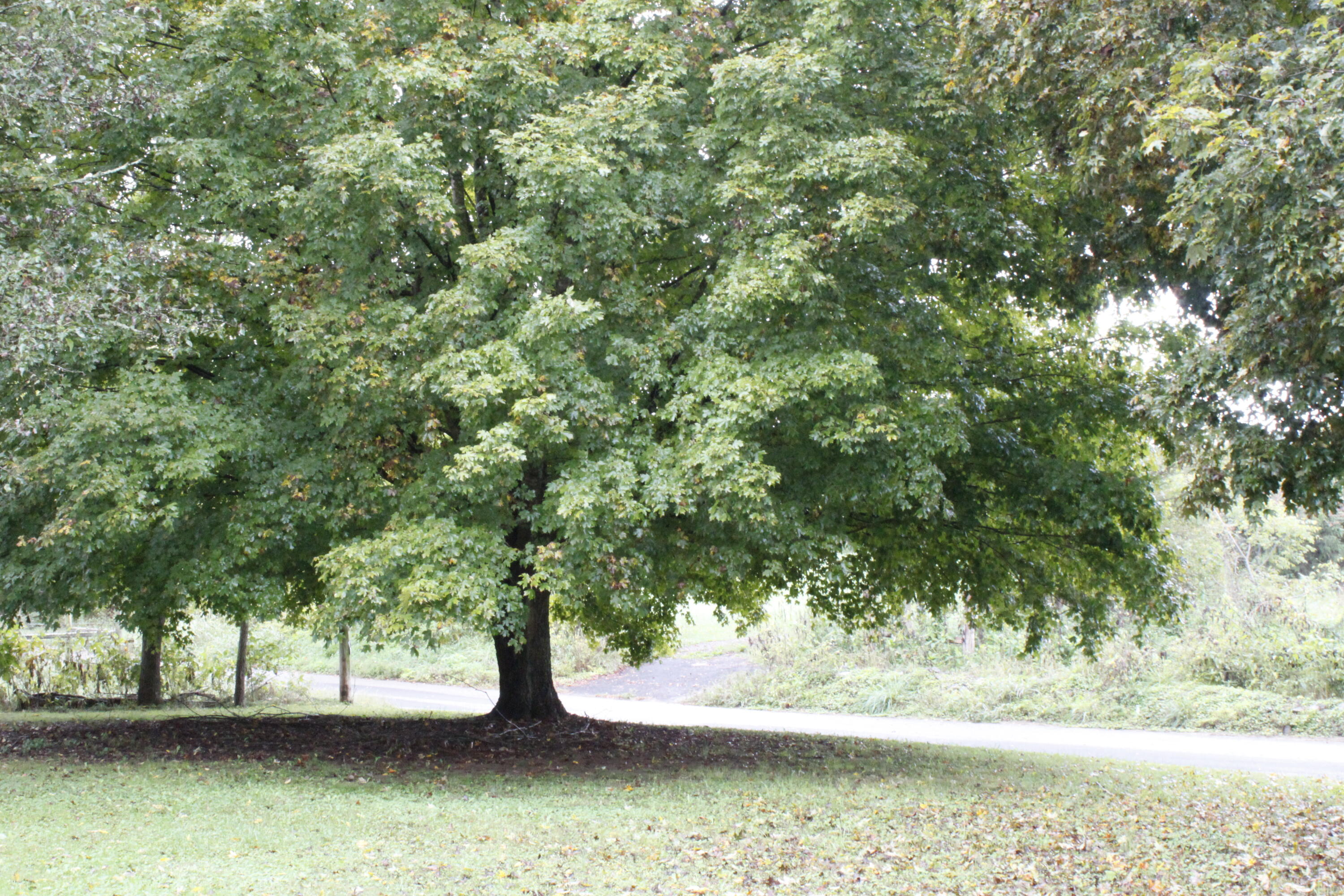 9438 Graves Road Maynardville, TN 37807 - Photo 13 of 14 Beautiful Established Trees