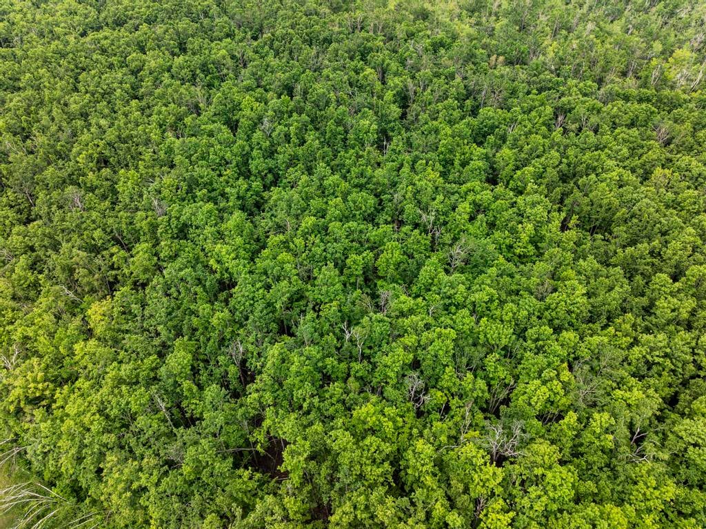 9782 Walters Road Onaway, MI 49765 - Photo 11 of 34