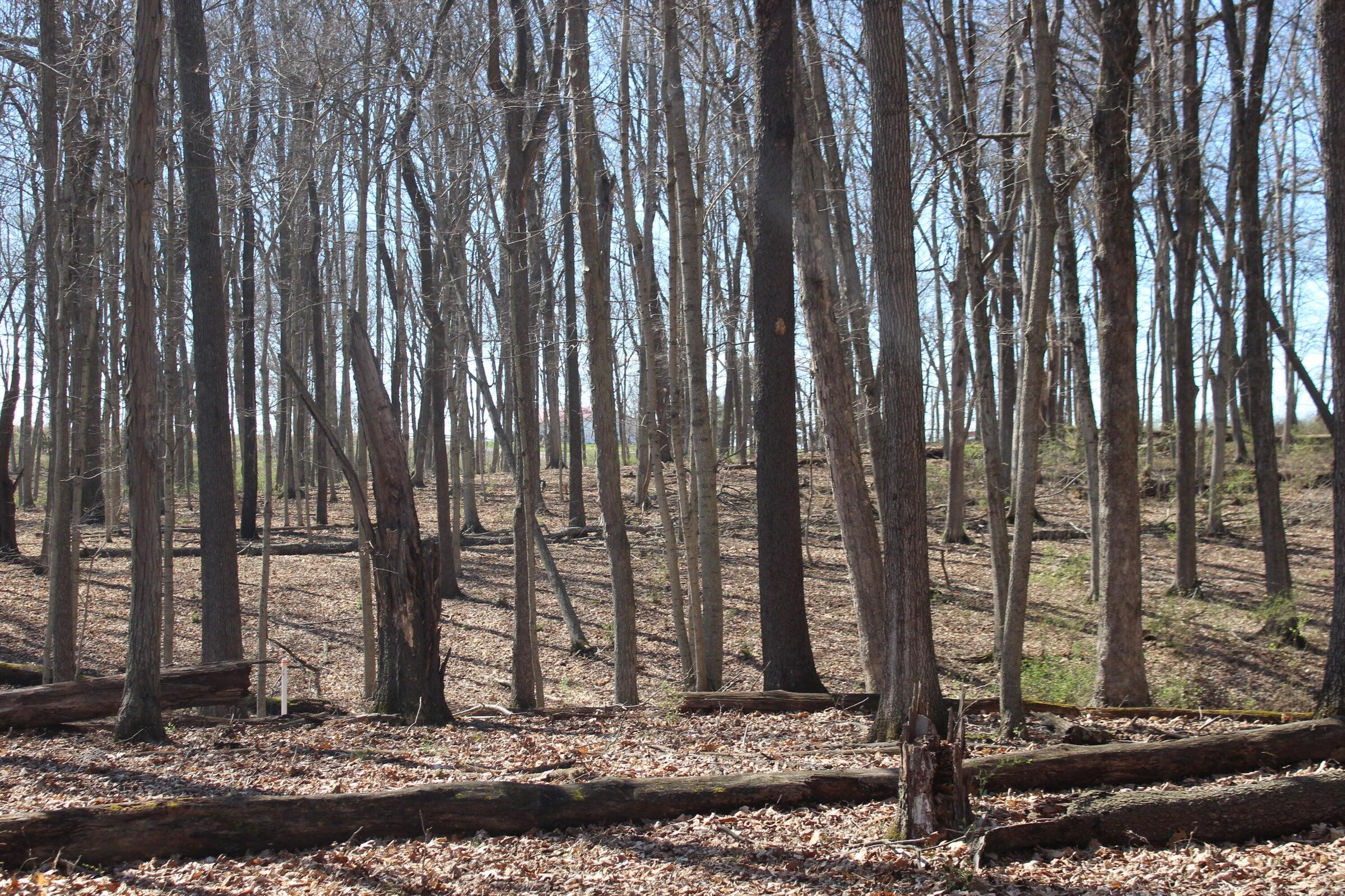 1694 Poindexter Road Cynthiana, KY 41031 - Photo 4 of 5 20260402165627903367000000-o