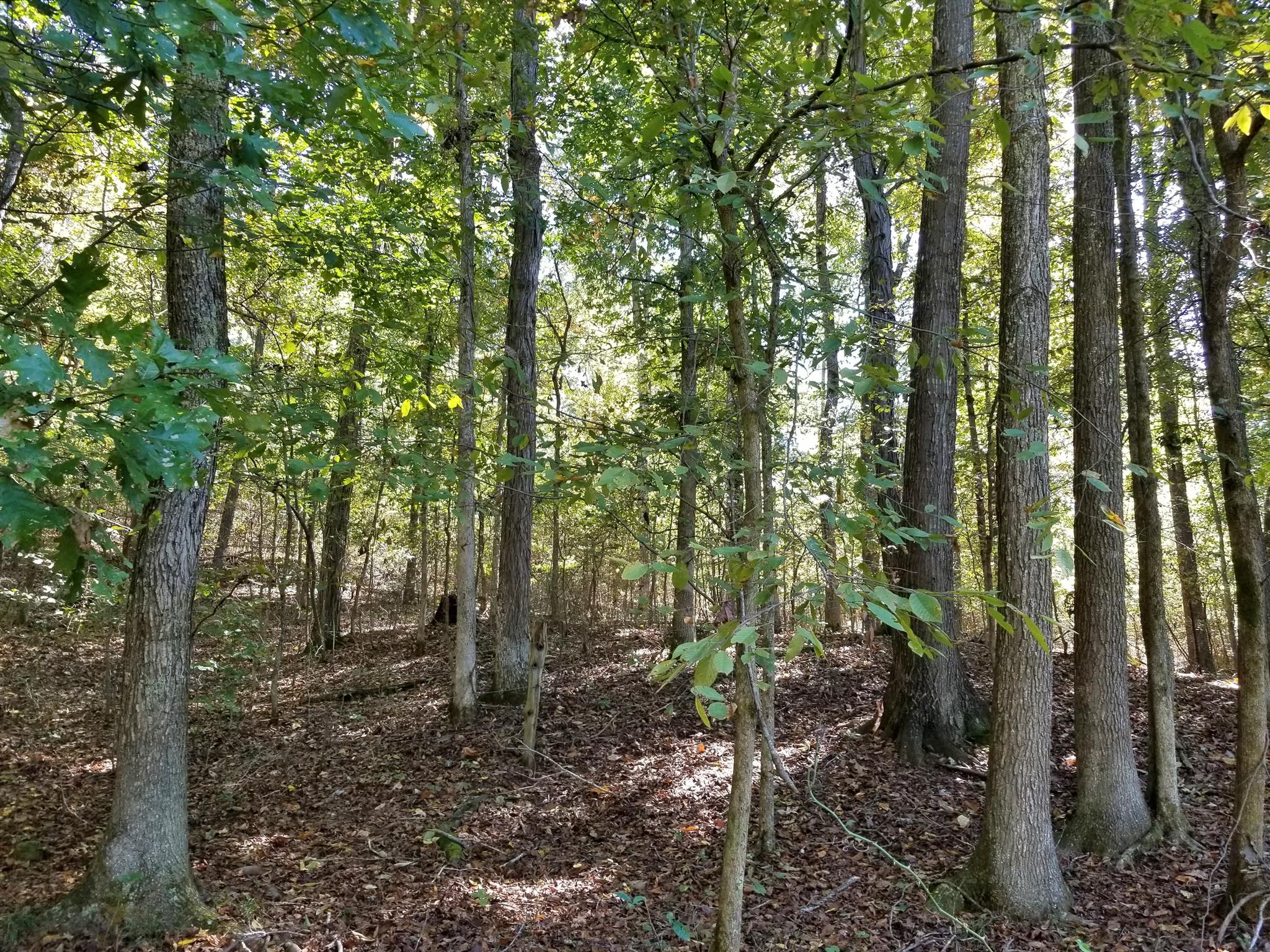 0 Wilson Road Camden, TN 38320 - Photo 24 of 28