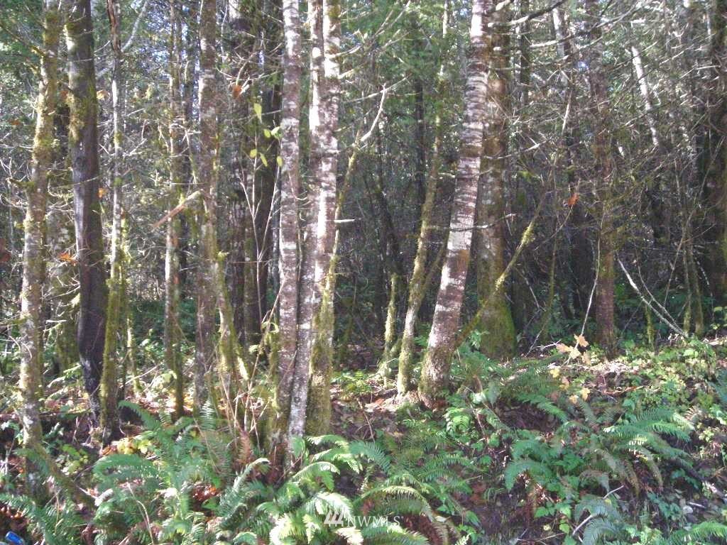 6-xx Craig Road Packwood, WA 98361 - Photo 2 of 4 Gallery Image 2