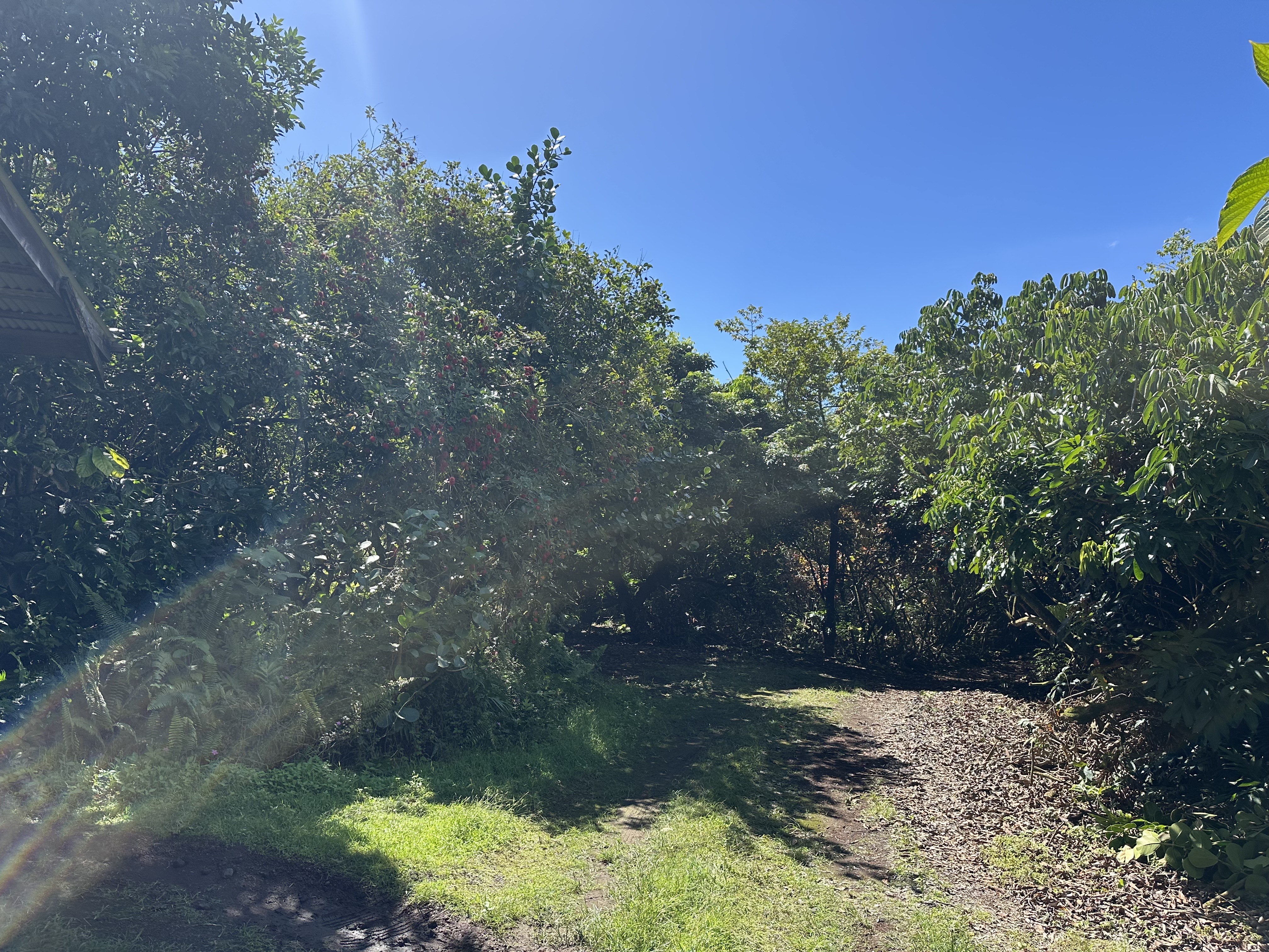 Opihikau Road Pahoa, HI 96778 - Photo 8 of 12 Gallery Image 8