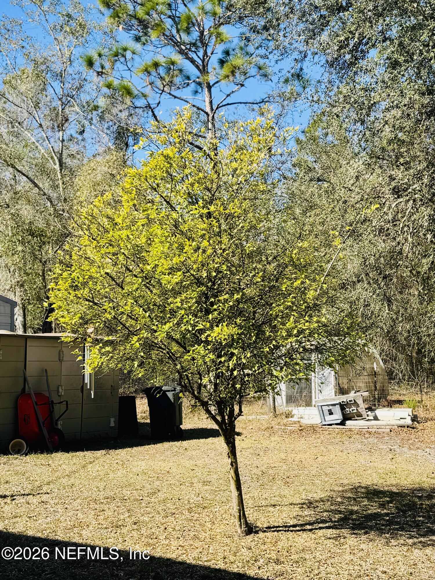 4700 Berry Court Keystone Heights, FL 32656 - Photo 50 of 65 a view of a yard with trees
