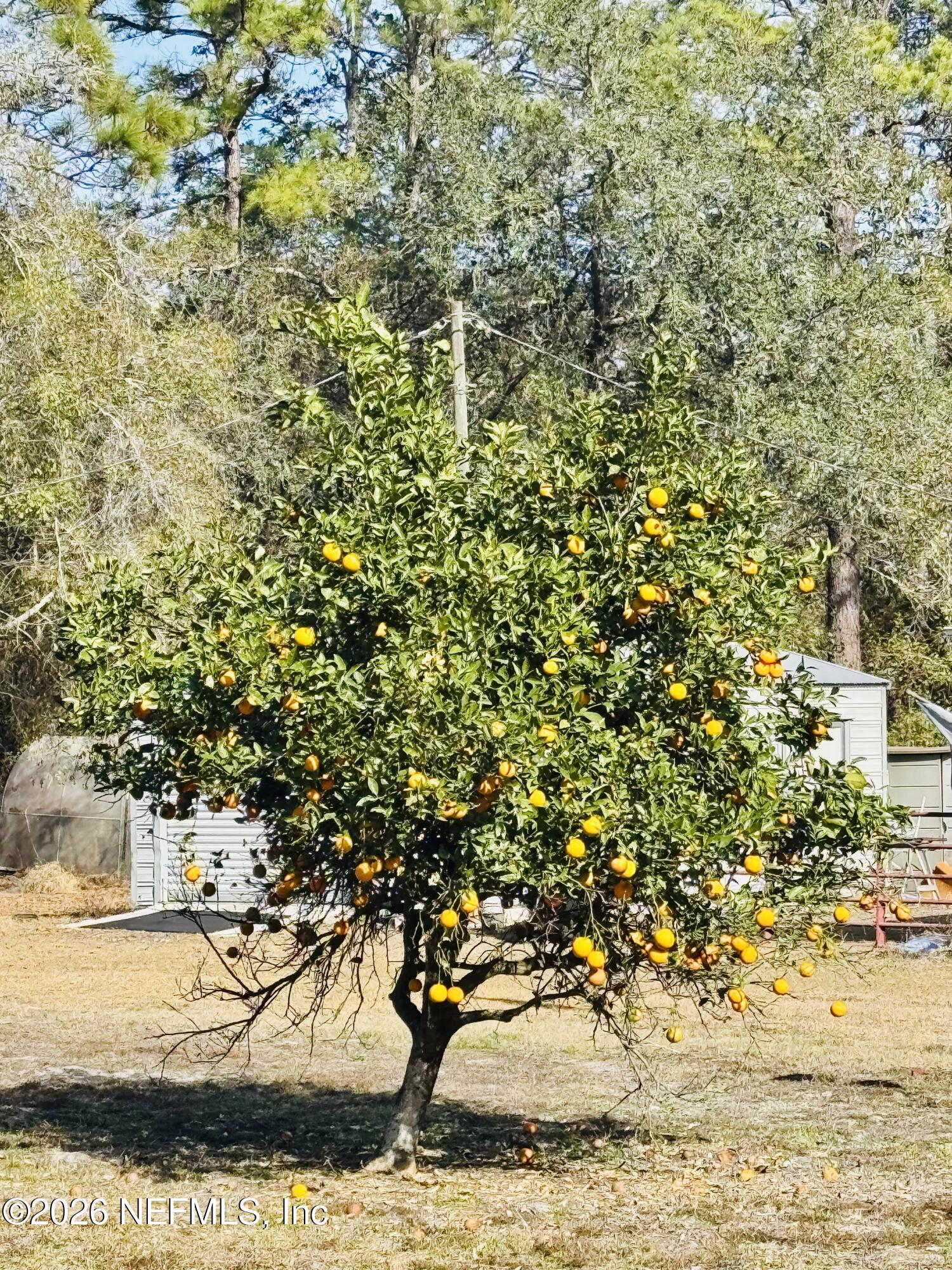4700 Berry Court Keystone Heights, FL 32656 - Photo 65 of 65 Orange Tree Front Yard