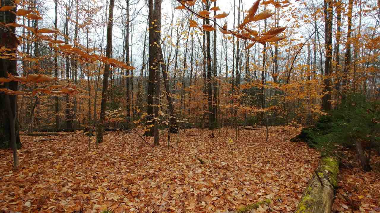 0 Taylor Road Northfield, VT 05663 - Photo 14 of 16