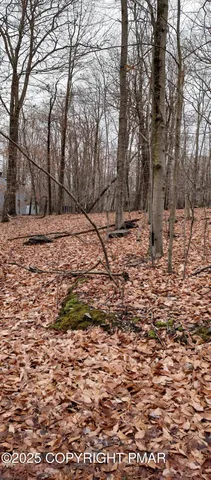 a view of a yard with trees