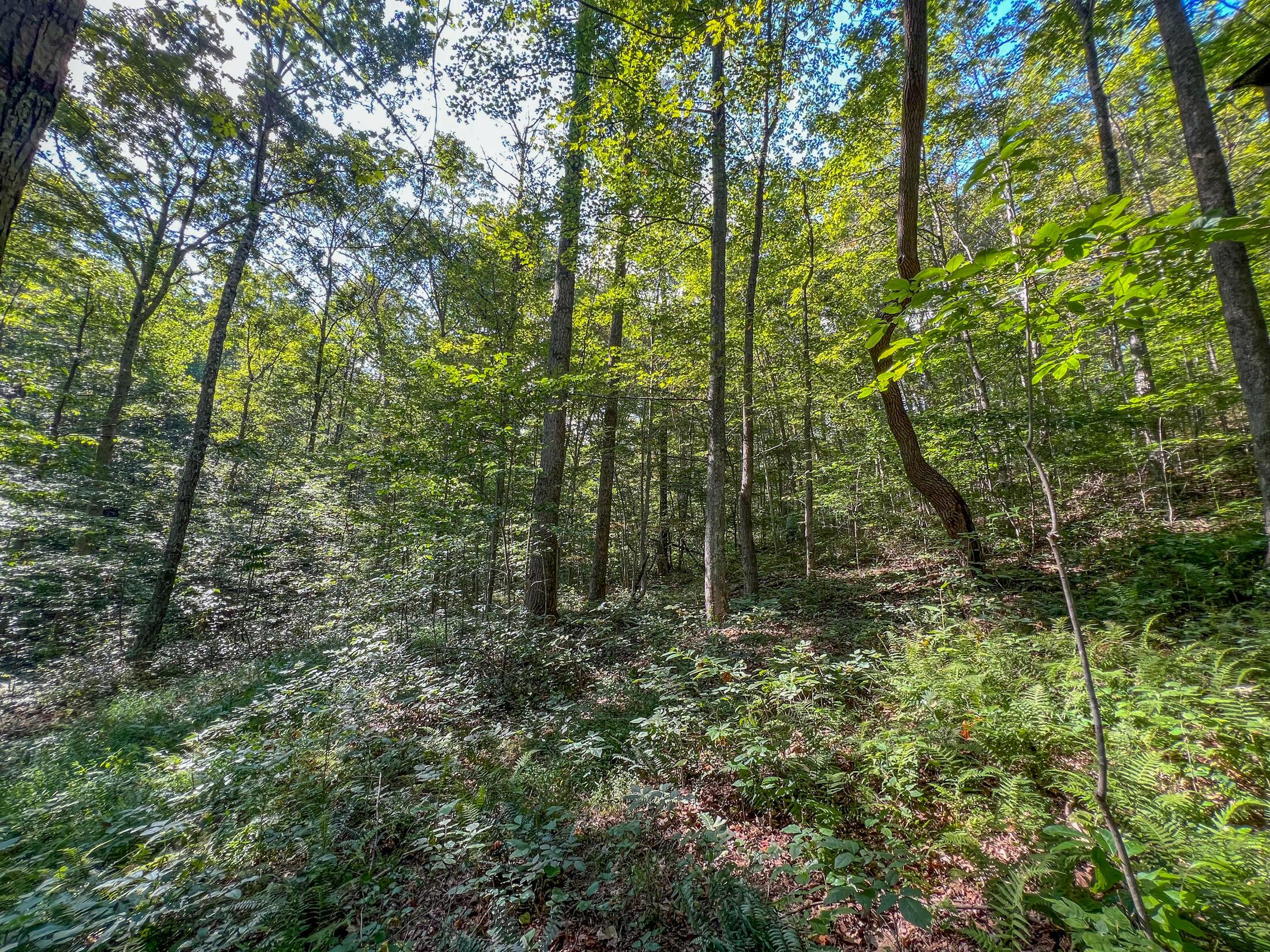 30129 Steven Branch Road Londonderry, OH 45647 - Photo 24 of 34 IMG_9643