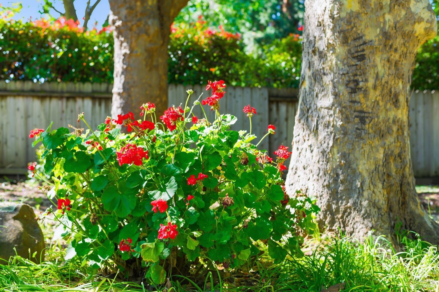 2015 Locust Street Napa, CA 94559 - Photo 42 of 54