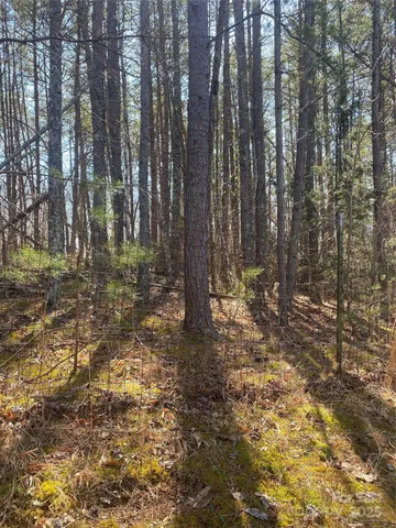 a view of a yard with trees