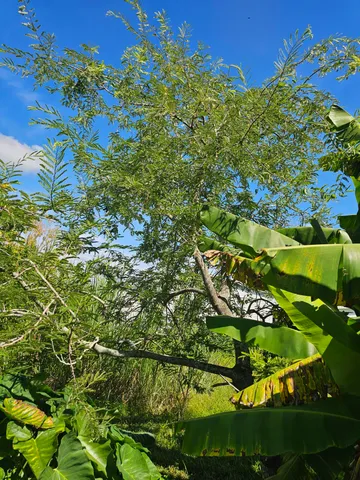 a view of a garden with a tree