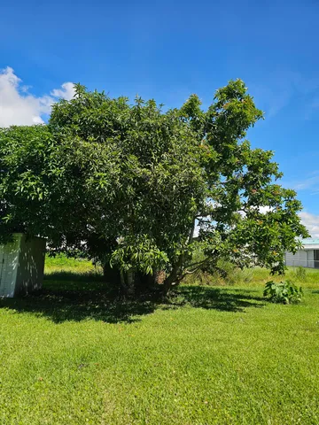a view of a big yard with plants and large trees