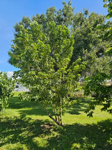 an aerial view of residential houses with outdoor space and trees all around