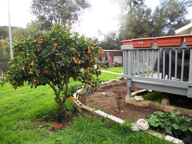 Many Producing Fruit Trees!