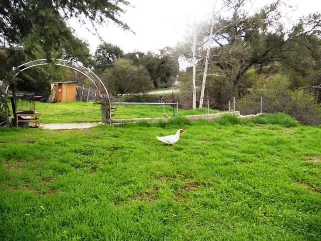 Level Useable Back and Side yards.