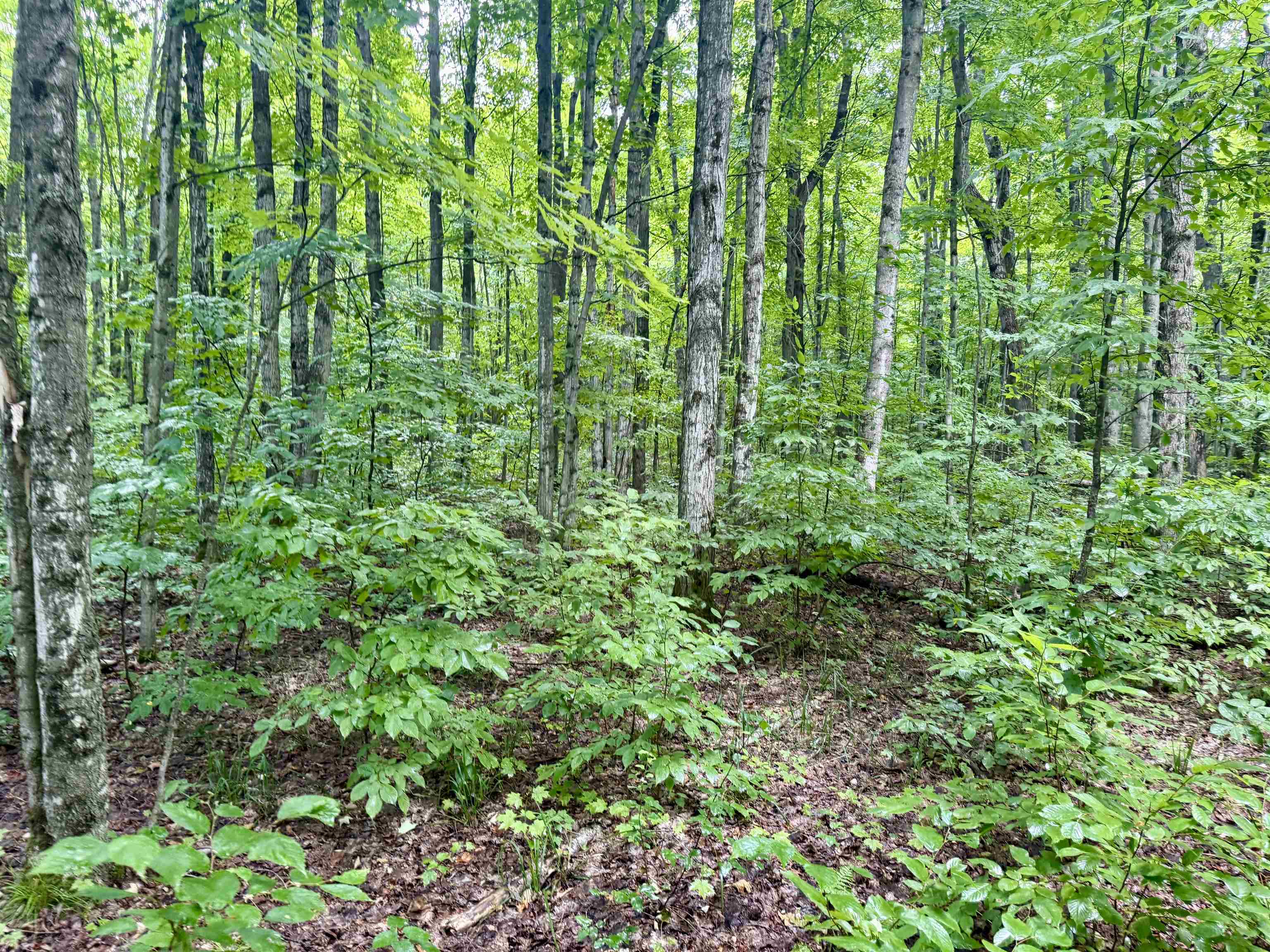 4989 State Road Interlochen, MI 49643 - Photo 12 of 21 1948679-d20f867d-3ed5-4e06-9076-0291099aa20d.JPG