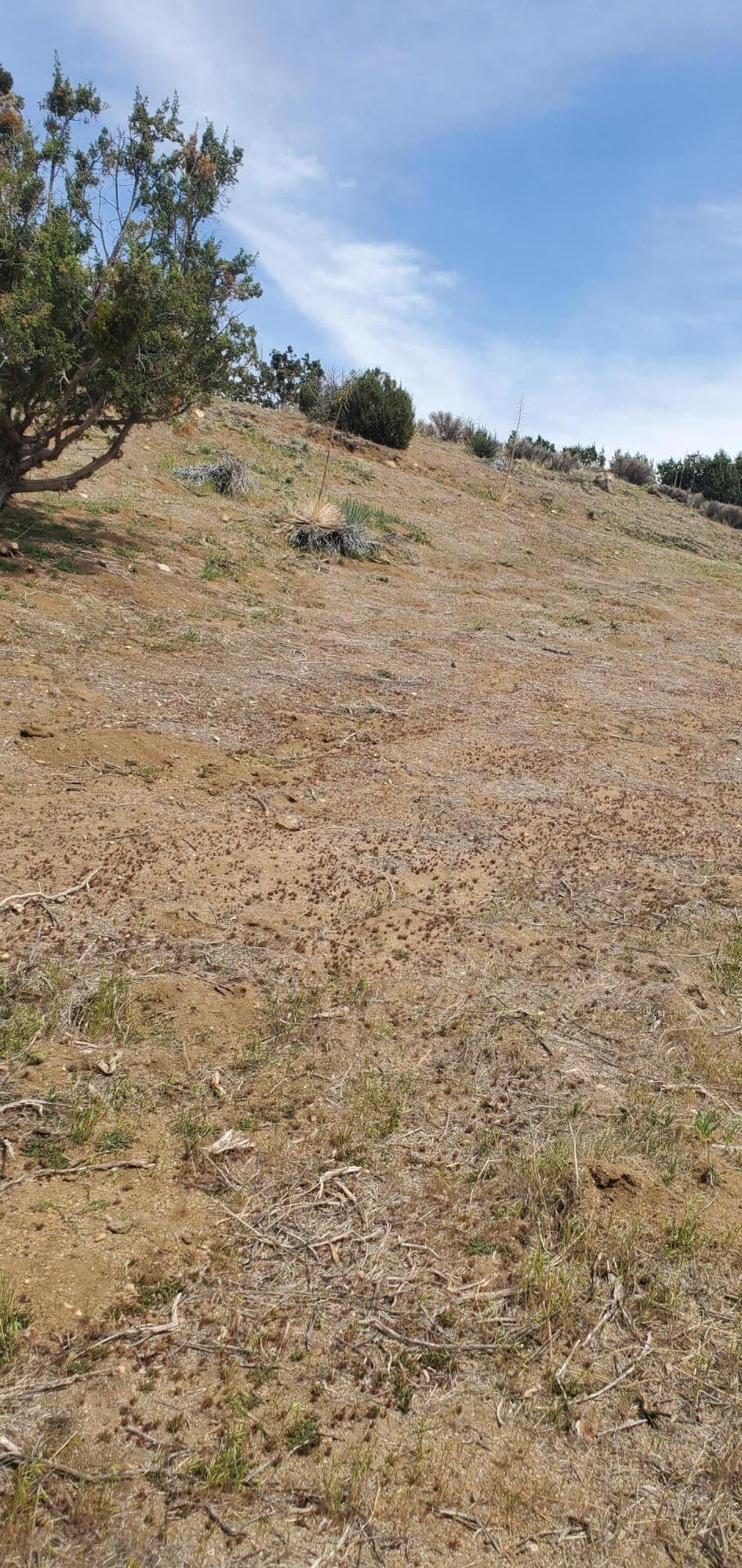 Soledad Pass/hillside Acton, CA 93510 - Photo 2 of 3 a view of lake