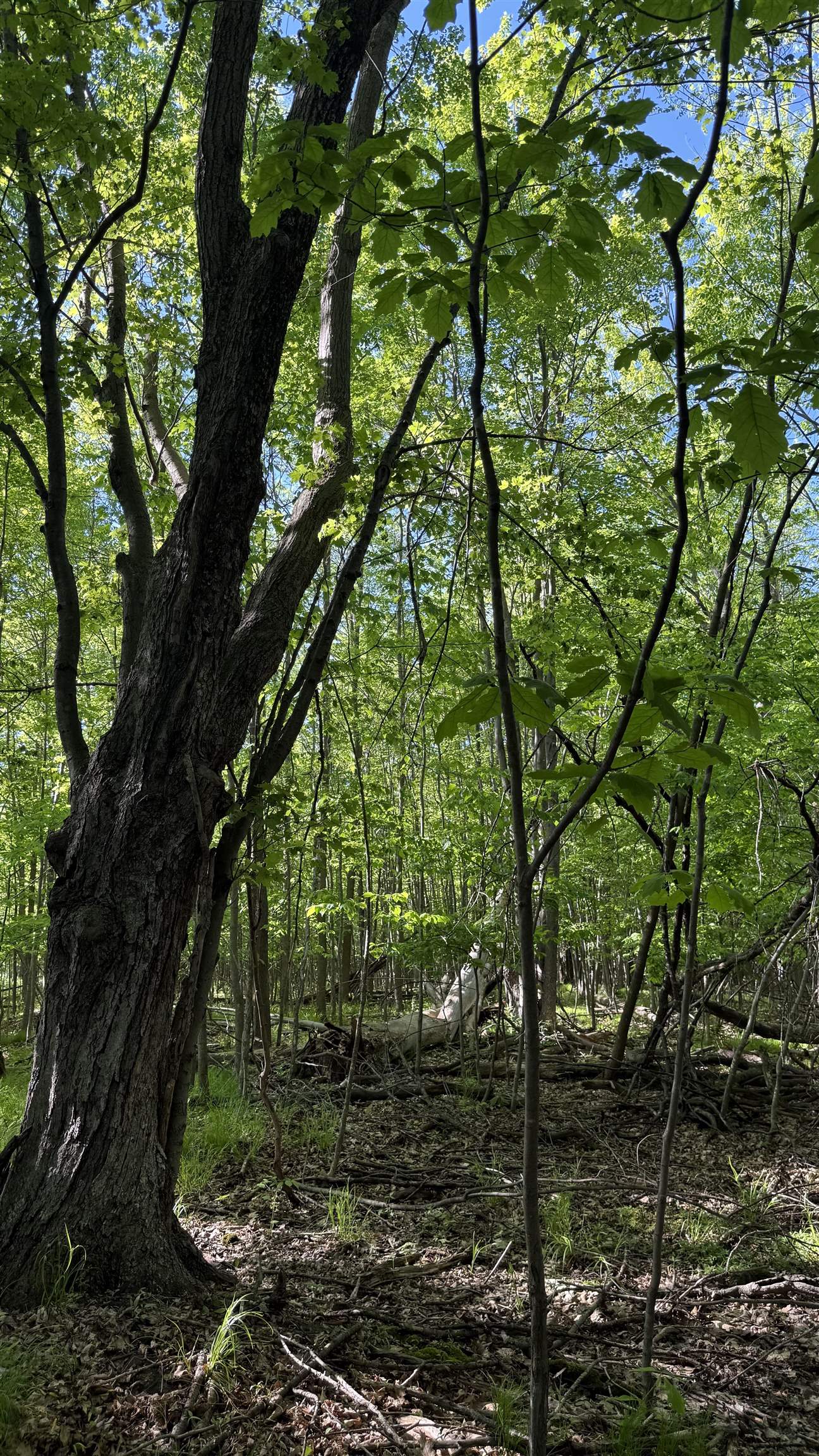 Lot 1 County Road Z Ringle, WI 54471 - Photo 8 of 22