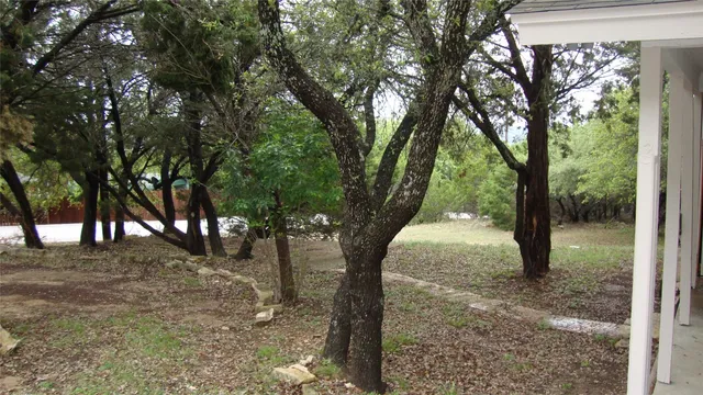 a view of backyard with tree