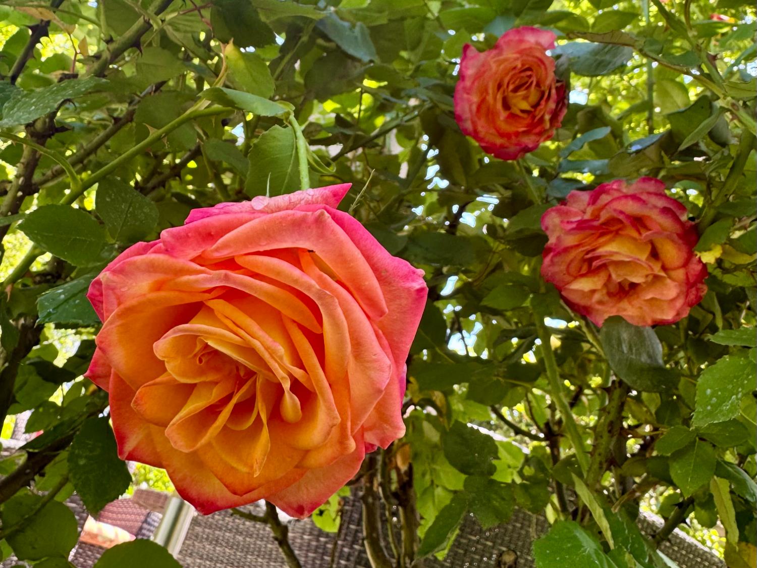 14621 East 8 Mile Road Linden, CA 95236 - Photo 29 of 38 a picture of flowers