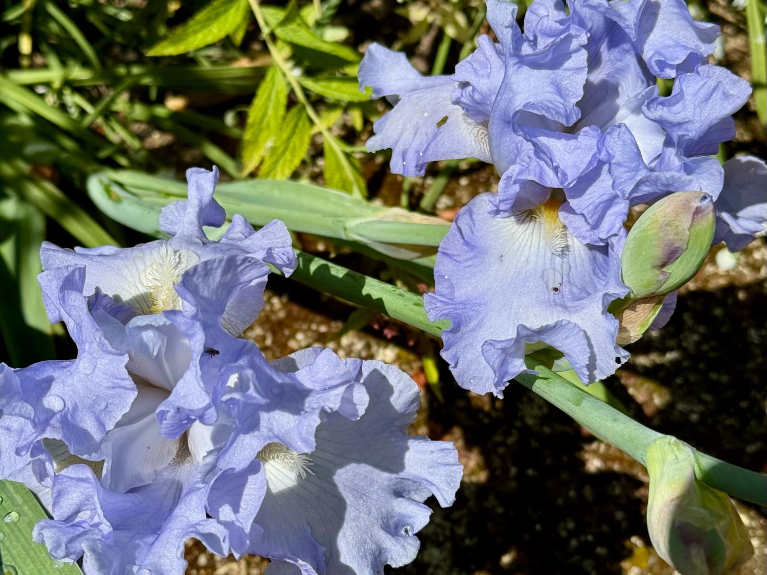 14621 East 8 Mile Road Linden, CA 95236 - Photo 30 of 38 a picture of flowers