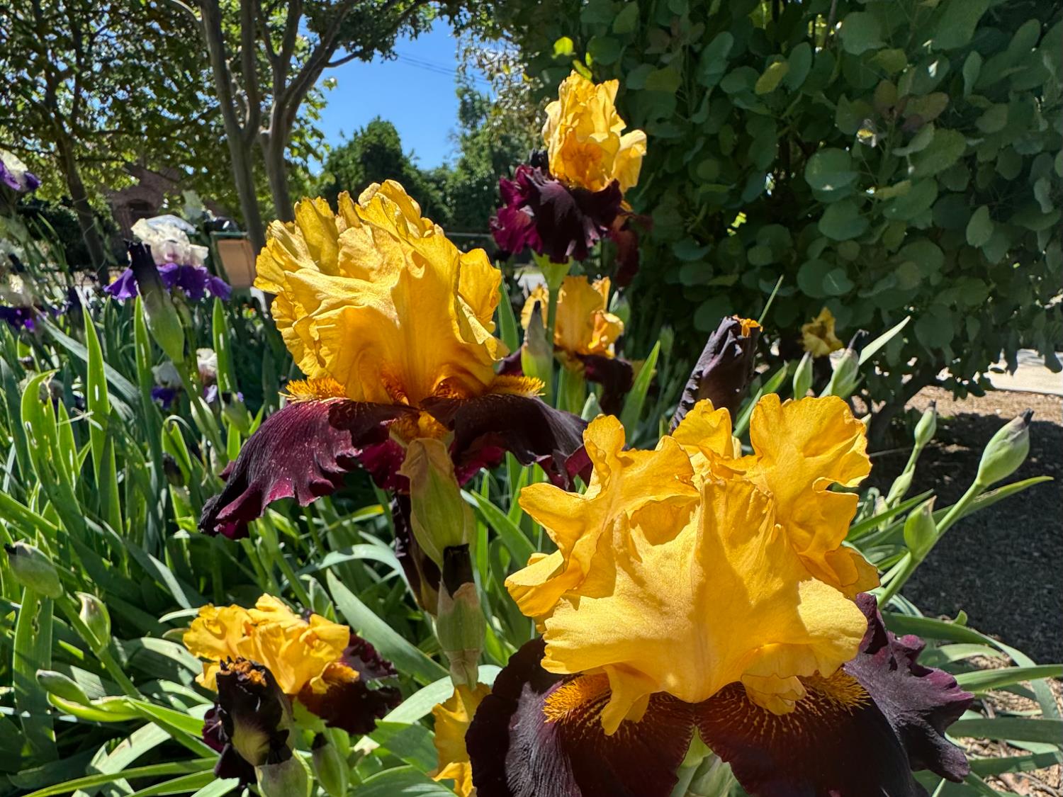 14621 East 8 Mile Road Linden, CA 95236 - Photo 38 of 38 a close up of a flower in a garden