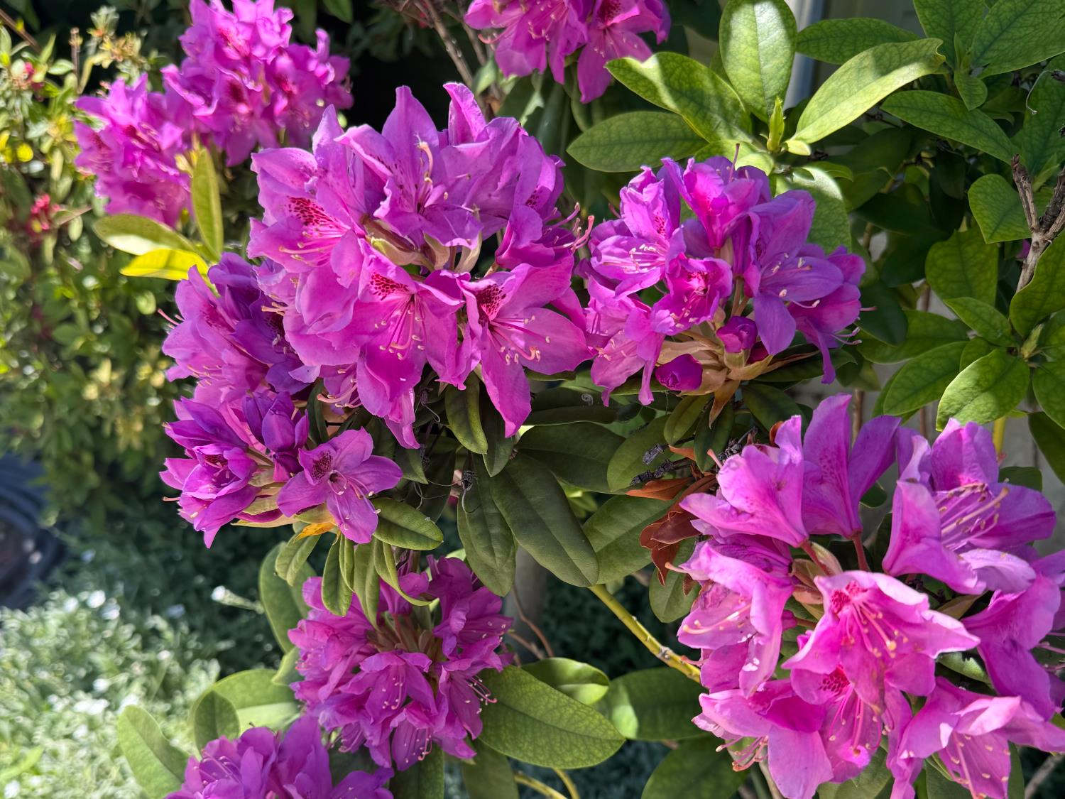 14621 East 8 Mile Road Linden, CA 95236 - Photo 7 of 38 a view of a flower