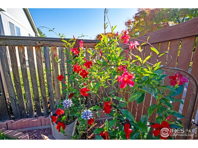 a picture of flowers