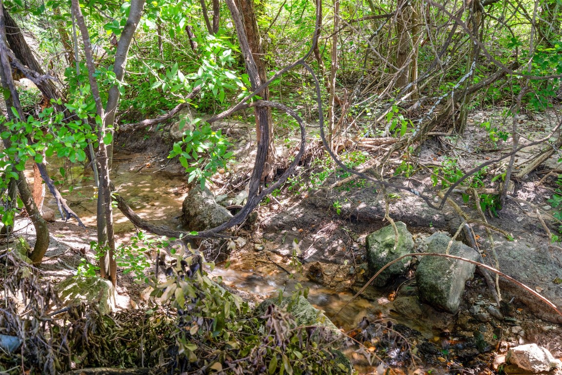 13436 State Highway 71 Bee Cave, TX 78738 - Photo 4 of 35 a picture of tree