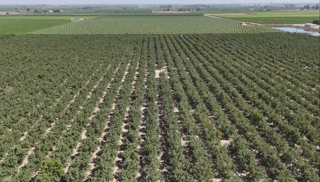 $1,750,000 | 10454 East Clarkson Avenue, Kingsburg, CA 93631