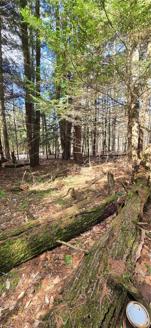 Bliss Gulf Road Oneonta, NY 13820 - Photo 3 of 20