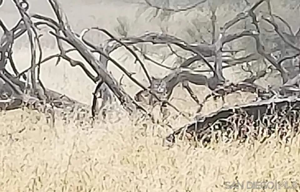 0 Tule Springs Road Julian, CA 92036 - Photo 32 of 44 a picture of a tree