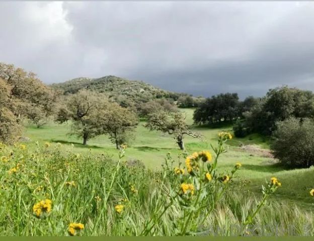 a view of a lush green space with sea