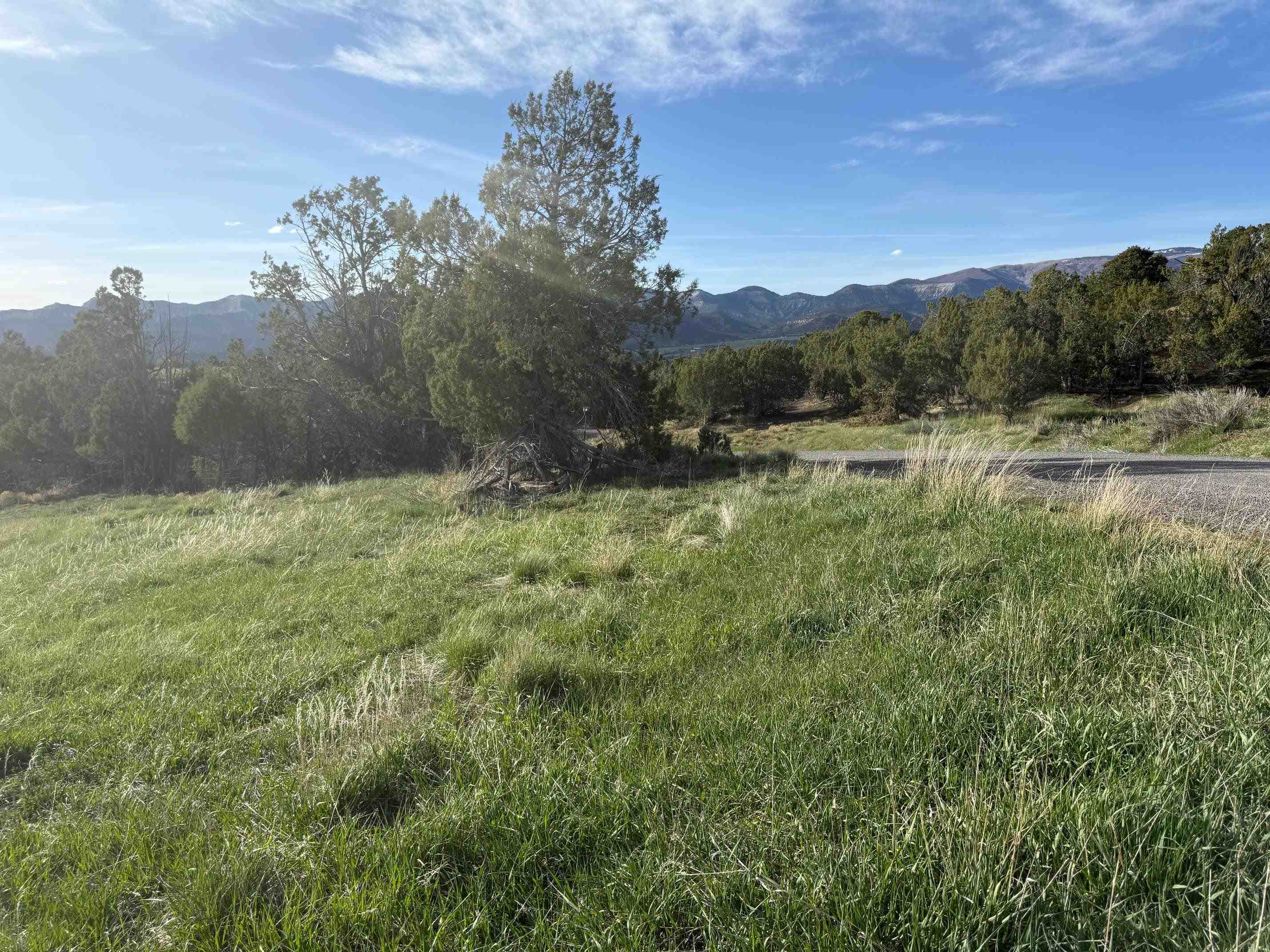 14495 Scott Loop Collbran, CO 81624 - Photo 11 of 12 a view of a yard with a tree