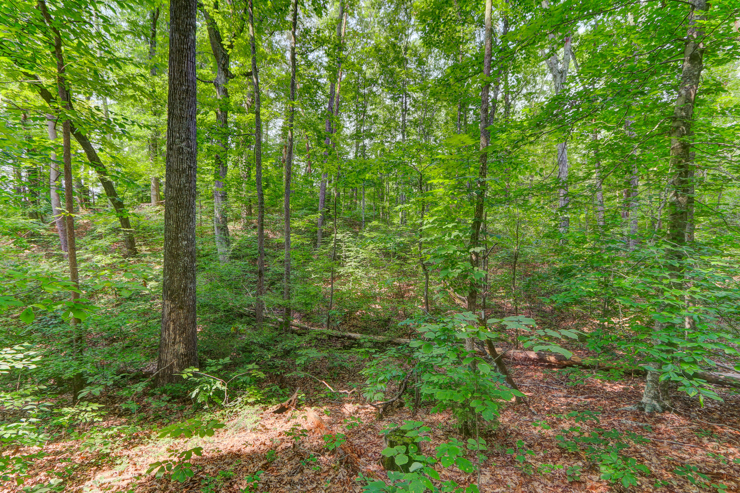 Indian Creek Dandridge, TN 37725 - Photo 12 of 14 Positive Perceptions-6