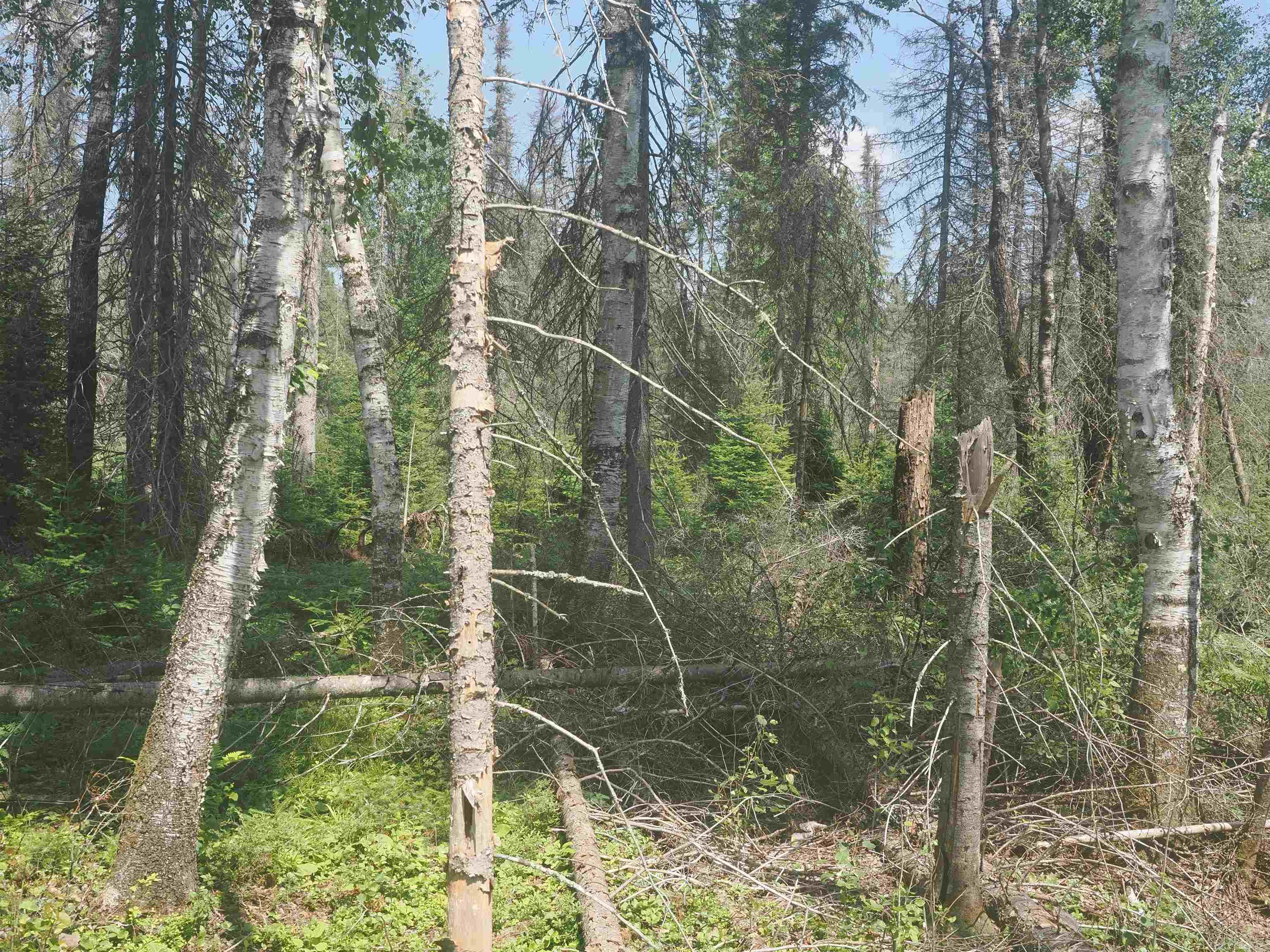 0 County Road Ishpeming, MI 49849 - Photo 64 of 85
